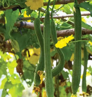 Luffa Angled Seeds "Smooth" (Asian vegetable)  Edible Luffa, Chinese okra - Caribbean garden seed