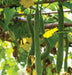 Luffa Angled Seeds "Smooth" (Asian vegetable)  Edible Luffa, Chinese okra - Caribbean garden seed
