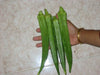 Long GREEN Pod Okra, Ladies Finger seeds, Gumbo, early maturing, - Caribbean garden seed