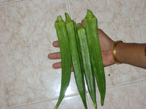 Long GREEN Pod Okra, Ladies Finger seeds, Gumbo, early maturing, - Caribbean garden seed
