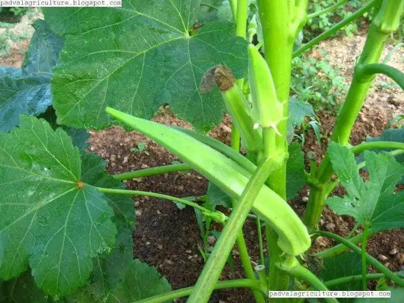 Long GREEN Pod Okra, Ladies Finger seeds, Gumbo, early maturing, - Caribbean garden seed