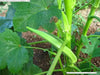 Long GREEN Pod Okra, Ladies Finger seeds, Gumbo, early maturing, - Caribbean garden seed