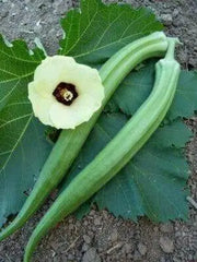 Long GREEN Pod Okra, Ladies Finger seeds, Gumbo, early maturing, - Caribbean garden seed