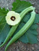 Long GREEN Pod Okra, Ladies Finger seeds, Gumbo, early maturing, - Caribbean garden seed