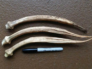 Long GREEN Pod Okra, Ladies Finger seeds, Gumbo, early maturing, - Caribbean garden seed