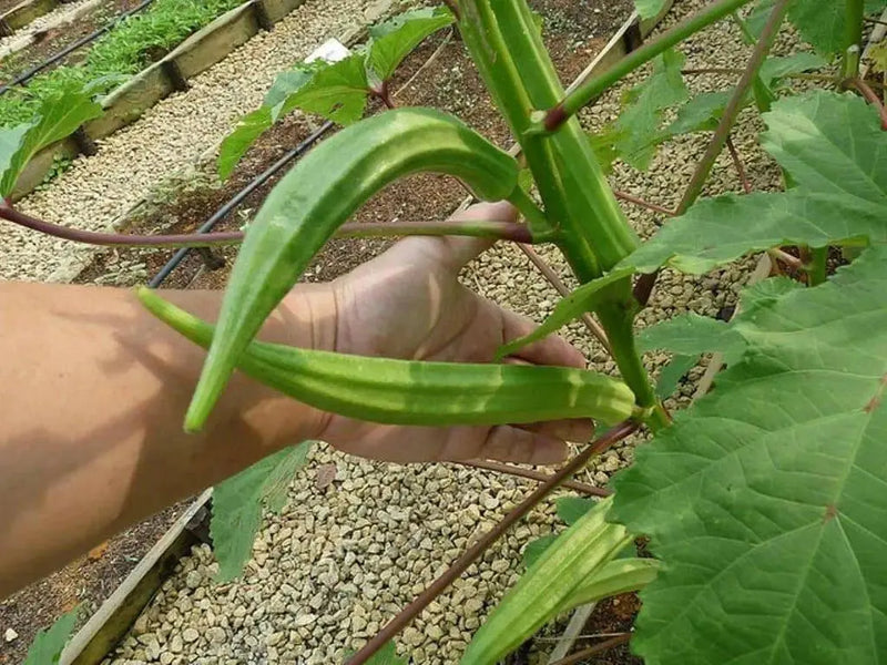 Long GREEN Pod Okra, Ladies Finger seeds, Gumbo, early maturing, - Caribbean garden seed