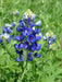 Lupine FLOWERS Seed ,Texas Bluebonnet - Caribbean garden seed