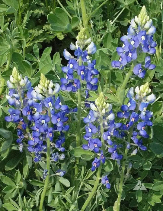 Lupine FLOWERS Seed ,Texas Bluebonnet - Caribbean garden seed