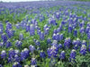 Lupine FLOWERS Seed ,Texas Bluebonnet - Caribbean garden seed