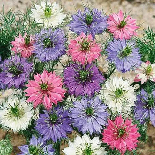 Love-in-a-Mist SEEDS ,Nigella FLOWERS SEED - Caribbean garden seed