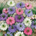 Love-in-a-Mist SEEDS ,Nigella FLOWERS SEED - Caribbean garden seed