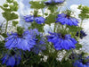 Love-in-a-Mist SEEDS ,Nigella FLOWERS SEED - Caribbean garden seed