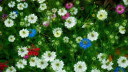 Love-in-a-Mist SEEDS ,Nigella FLOWERS SEED - Caribbean garden seed