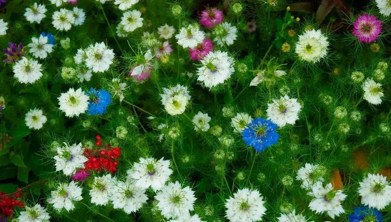 Love-in-a-Mist SEEDS ,Nigella FLOWERS SEED - Caribbean garden seed