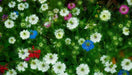 Love-in-a-Mist SEEDS ,Nigella FLOWERS SEED - Caribbean garden seed