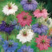 Love-in-a-Mist SEEDS ,Nigella FLOWERS SEED - Caribbean garden seed