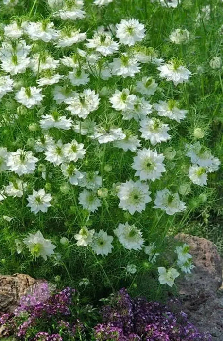 Love-in-a-Mist SEEDS ,Nigella FLOWERS SEED - Caribbean garden seed