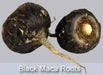 Maca Seeds, BLACK , Peruvian Ginseng, - Caribbean garden seed