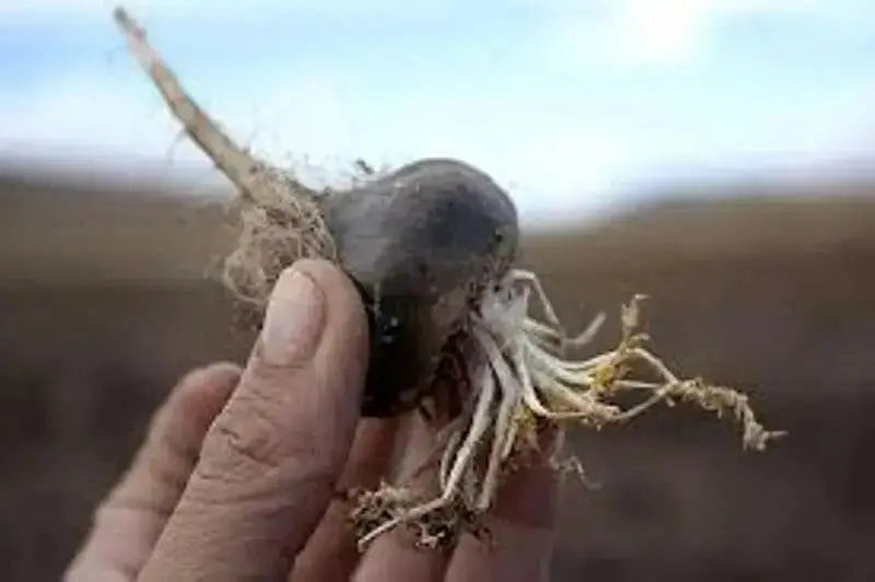 Maca Seeds, BLACK , Peruvian Ginseng, - Caribbean garden seed