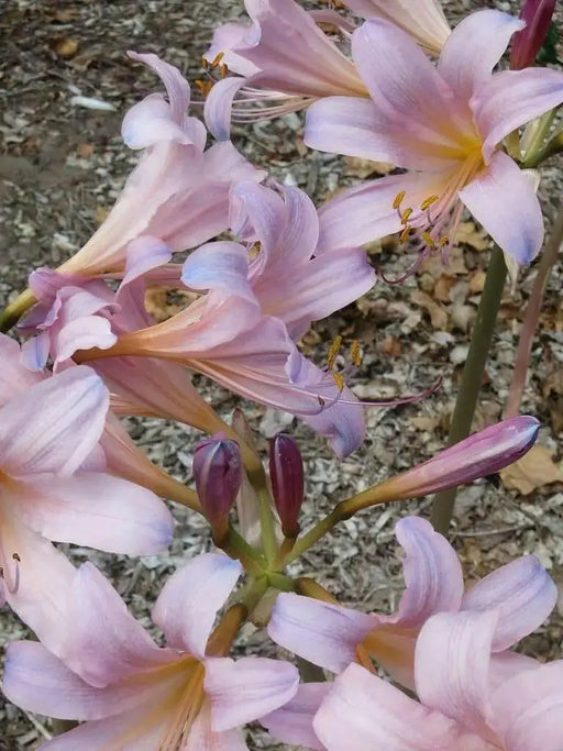 Lycoris squamigera - Resurrection lily Bulbs - Caribbean garden seed