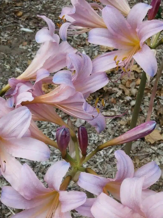 Lycoris squamigera - Resurrection lily Bulbs - Caribbean garden seed