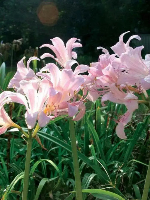 Lycoris squamigera - Resurrection lily Bulbs - Caribbean garden seed