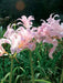 Lycoris squamigera - Resurrection lily Bulbs - Caribbean garden seed
