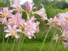 Lycoris squamigera - Resurrection lily Bulbs - Caribbean garden seed