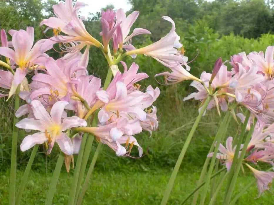 Lycoris squamigera - Resurrection lily Bulbs - Caribbean garden seed