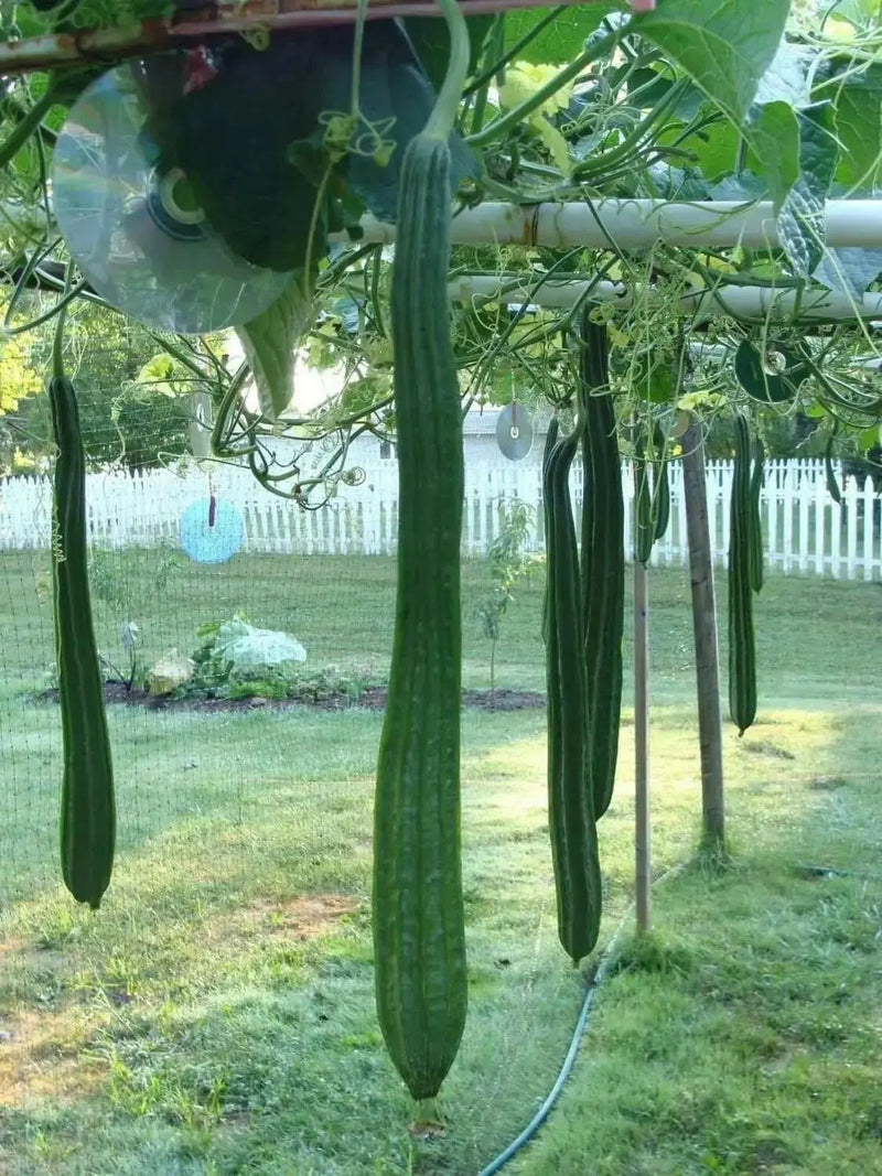 Luffa Angled Seeds "Bonanza" (Asian vegetable) Edible Luffa,Chinese okra - Caribbean garden seed