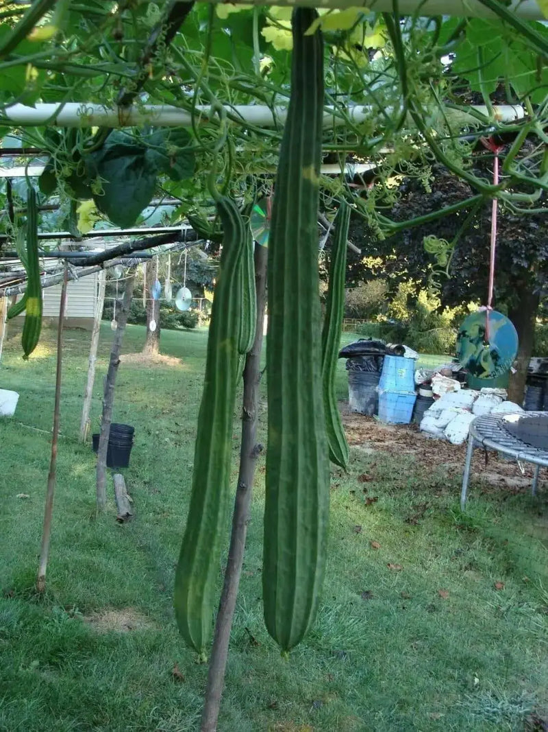 Luffa Angled Seeds "Bonanza" (Asian vegetable) Edible Luffa,Chinese okra - Caribbean garden seed
