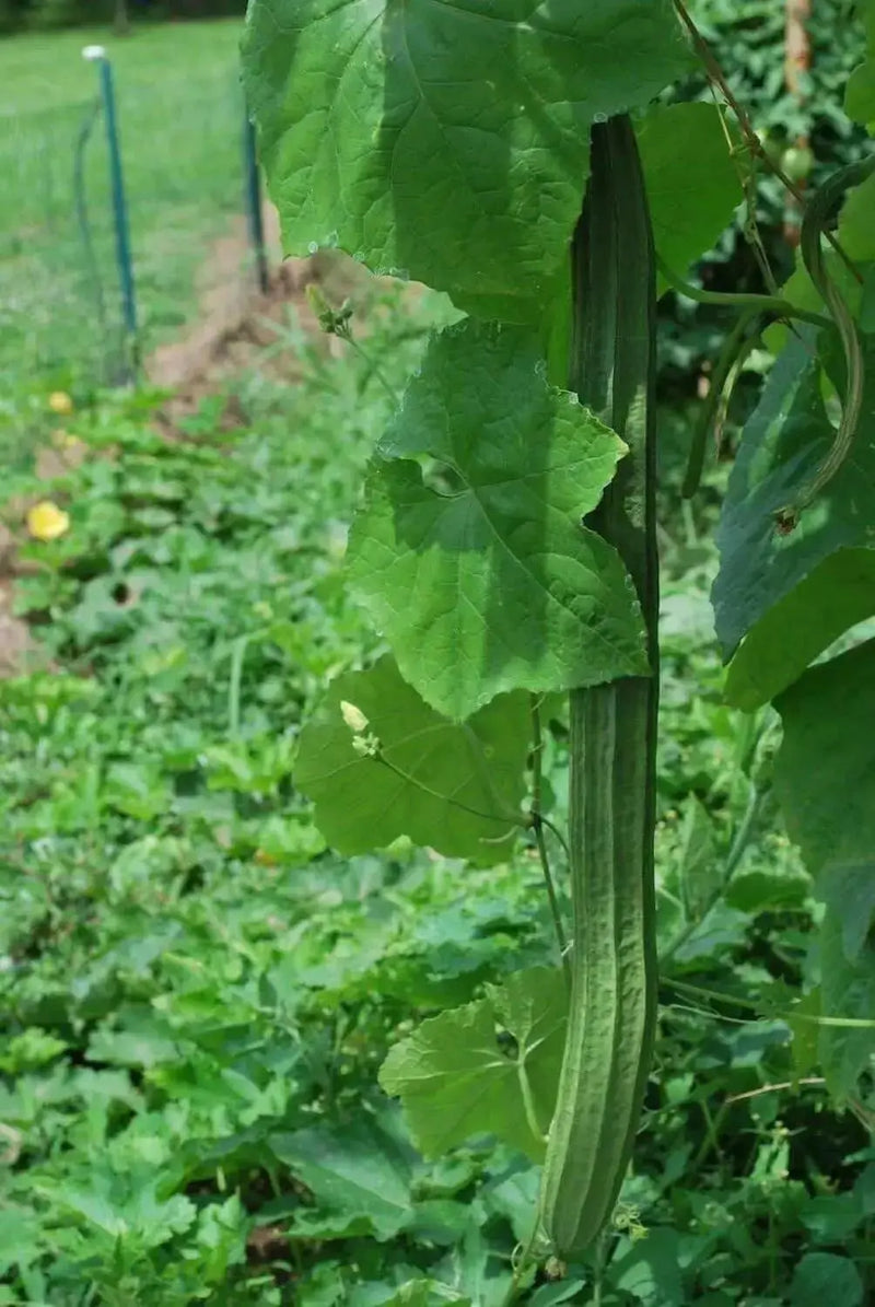 Luffa Angled Seeds "Bonanza" (Asian vegetable) Edible Luffa,Chinese okra - Caribbean garden seed