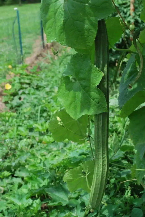 Luffa Angled Seeds "Bonanza" (Asian vegetable) Edible Luffa,Chinese okra - Caribbean garden seed