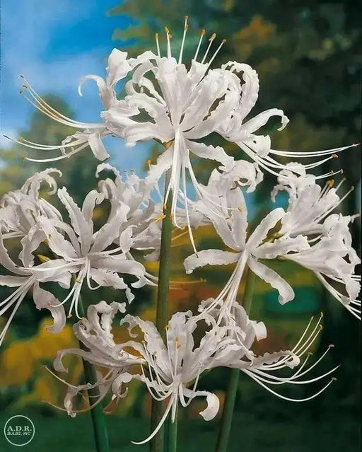 Lycoris albiflora Bulbs ( White Spider Lily,) - Caribbean garden seed
