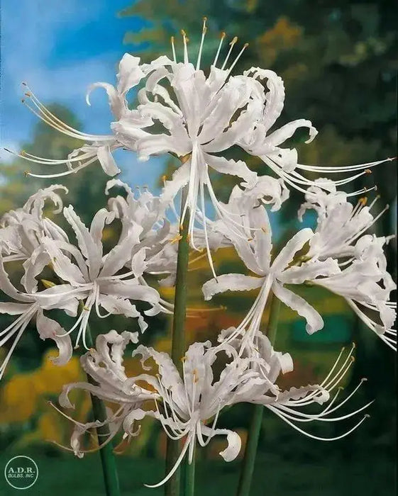 Lycoris albiflora Bulbs ( White Spider Lily,) - Caribbean garden seed