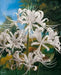 Lycoris albiflora Bulbs ( White Spider Lily,) - Caribbean garden seed