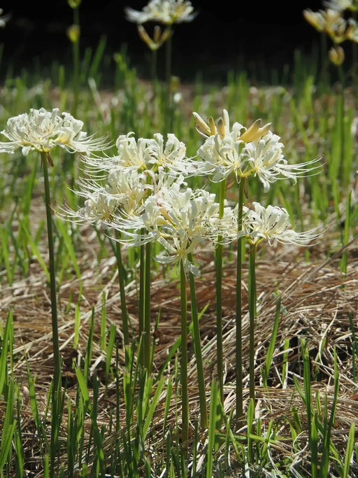 Lycoris albiflora Bulbs ( White Spider Lily,) - Caribbean garden seed