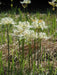 Lycoris albiflora Bulbs ( White Spider Lily,) - Caribbean garden seed