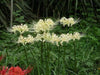 Lycoris albiflora Bulbs ( White Spider Lily,) - Caribbean garden seed