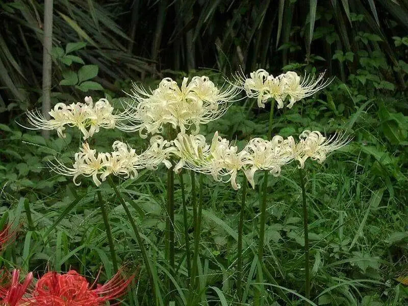 Lycoris albiflora Bulbs ( White Spider Lily,) - Caribbean garden seed