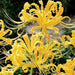 Lycoris aurea Bulbs ( Yellow Spider Lily,)Size Size 11/12 Rare - Caribbean garden seed