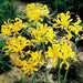 Lycoris aurea Bulbs ( Yellow Spider Lily,)Size Size 11/12 Rare - Caribbean garden seed
