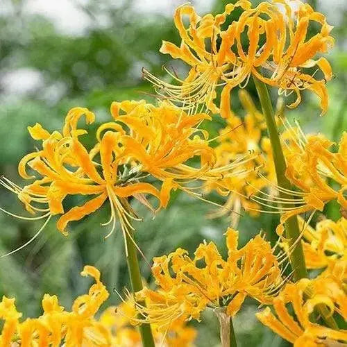 Lycoris aurea Bulbs ( Yellow Spider Lily,)Size Size 11/12 Rare - Caribbean garden seed