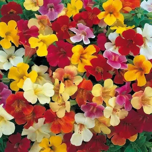 Magic Ball Mix mimulus, MONKEY  Flowers seed - Caribbean garden seed