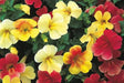 Magic Ball Mix mimulus, MONKEY  Flowers seed - Caribbean garden seed