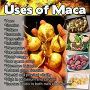 Maca Seeds, RED , Peruvian Ginseng - Caribbean garden seed