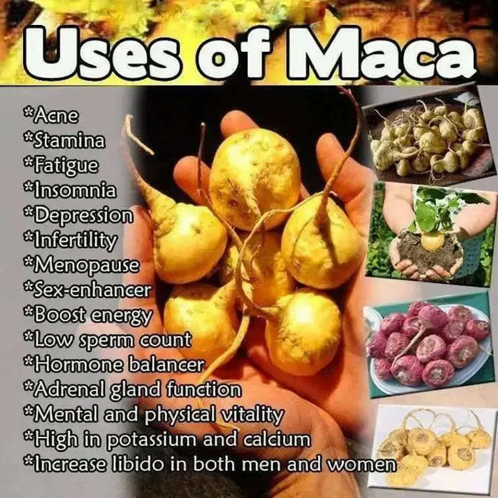 Maca Seeds, RED , Peruvian Ginseng - Caribbean garden seed