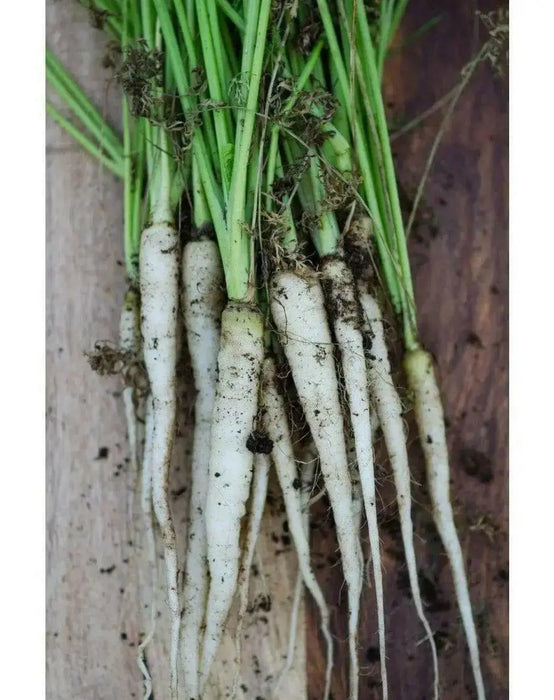 Lunar White-Carrot Seeds ,Heirloom Vegetable! - Caribbean garden seed