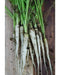 Lunar White-Carrot Seeds ,Heirloom Vegetable! - Caribbean garden seed