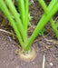 Lunar White-Carrot Seeds ,Heirloom Vegetable! - Caribbean garden seed